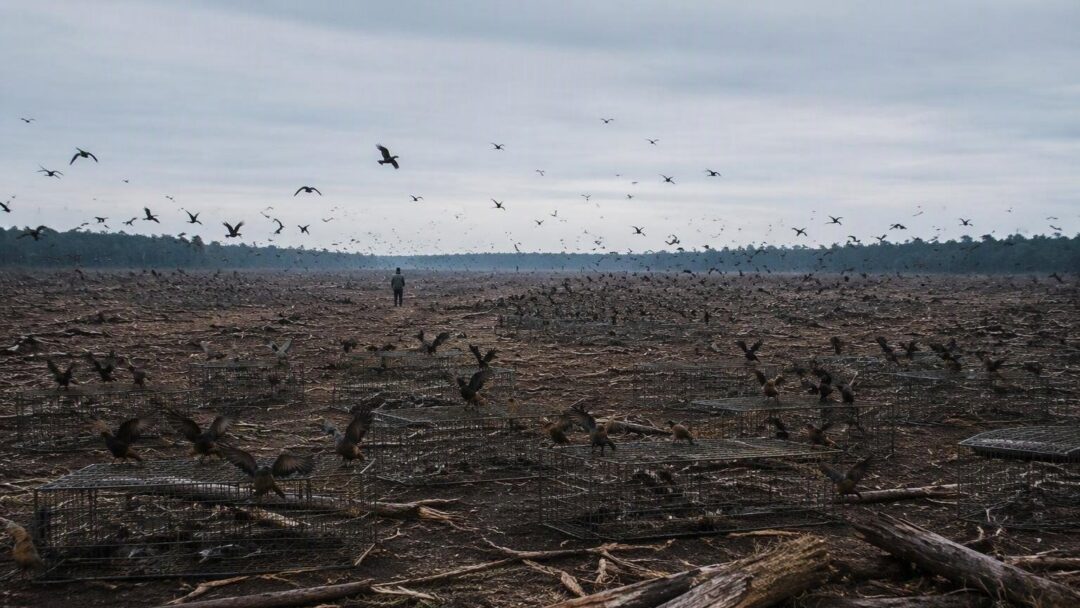 Busca terreno de 2 ha para alojar más de 100 aves rescatadas