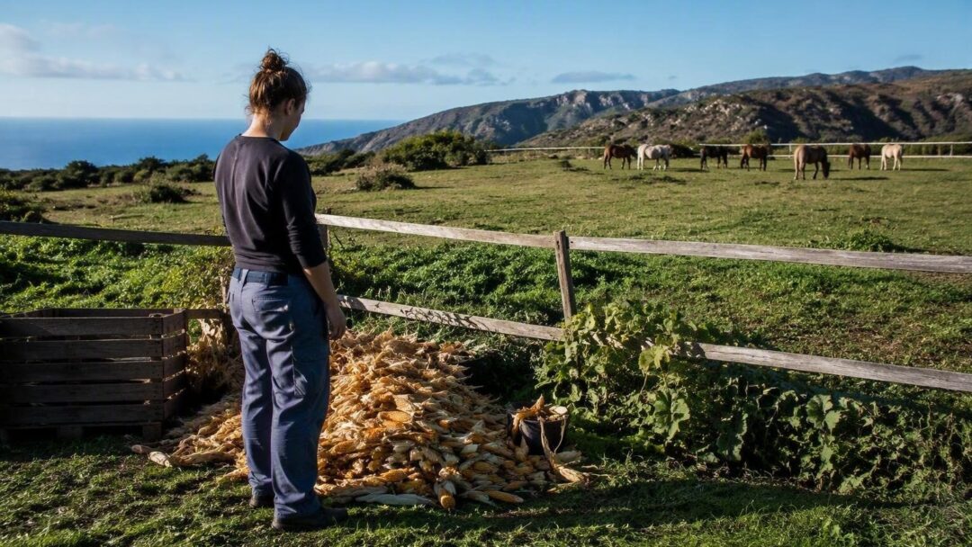 Caballos sueltos en Orán y la vida de Sheila Casañas, agricultora de 32 años