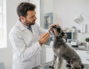 Cómo cuidar a tu perro si tiene un diente roto: guía completa