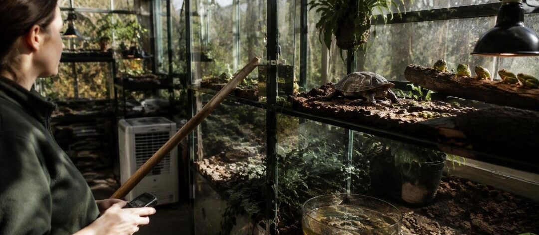 Cómo la temperatura y la humedad influyen en el bienestar de reptiles y anfibios