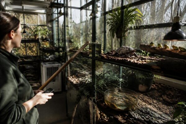 Cómo la temperatura y la humedad influyen en el bienestar de reptiles y anfibios
