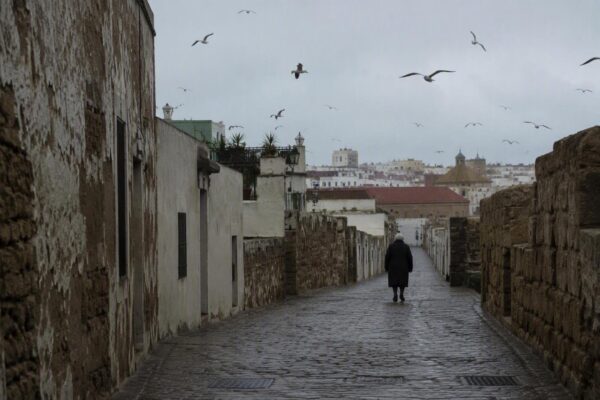 Cómo las gaviotas patiamarillas han conquistado las ciudades