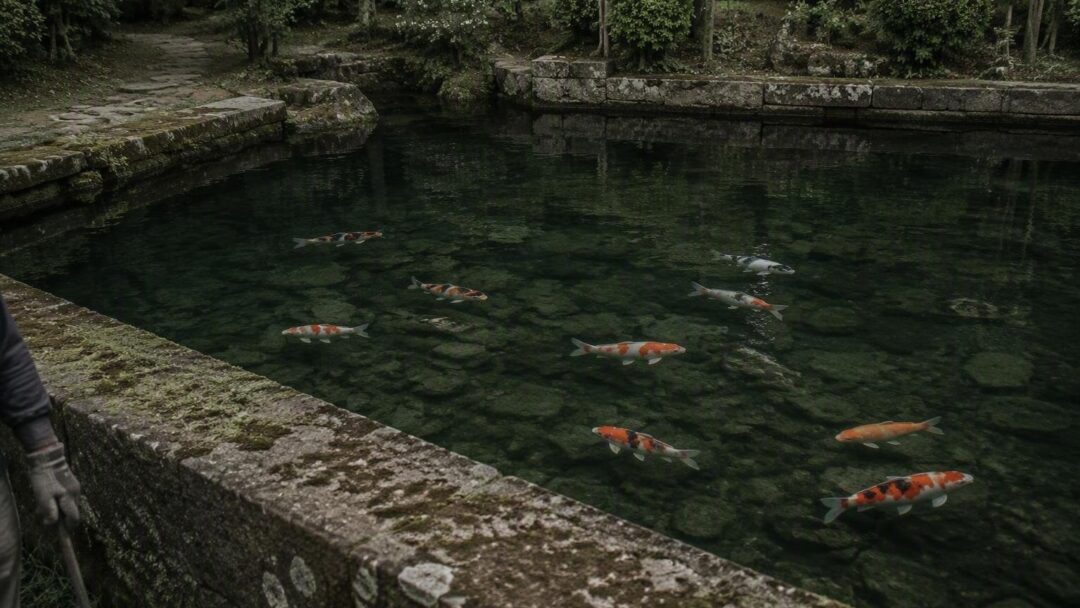 Cómo mantener el agua cristalina en acuarios para peces koi