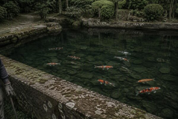 Cómo mantener el agua cristalina en acuarios para peces koi