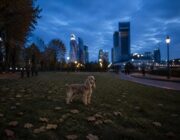 Descubre las características y el temperamento del Cocker Spaniel Inglés