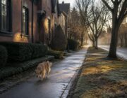 Descubre por qué los perros necesitan oler durante sus paseos