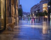 Evento Dog Fest 2026 en Málaga: actividades para perros y familias