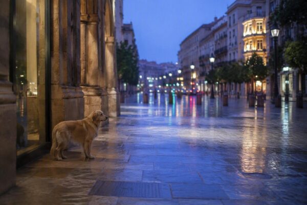 Evento Dog Fest 2026 en Málaga: actividades para perros y familias