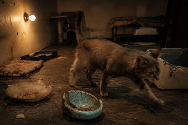 Gatos desaparecidos en Ceuta: la denuncia de una cuidadora sobre la colonia de Sidi Embarek