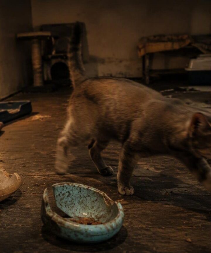 Gatos desaparecidos en Ceuta: la denuncia de una cuidadora sobre la colonia de Sidi Embarek