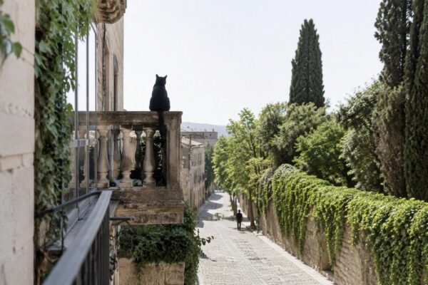 Gatos, murciélagos y rabia: lo que todo dueño debe saber