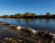 Jóvenes y perros rescatados del río Segura en Cieza: la intervención clave de la Policía Local