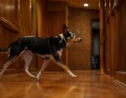Localizadores en oferta: las mejores opciones para perros y objetos personales