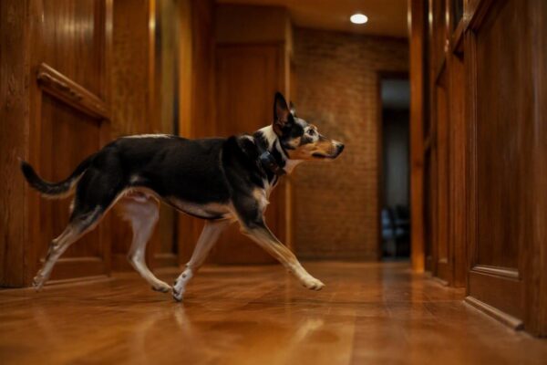 Localizadores en oferta: las mejores opciones para perros y objetos personales