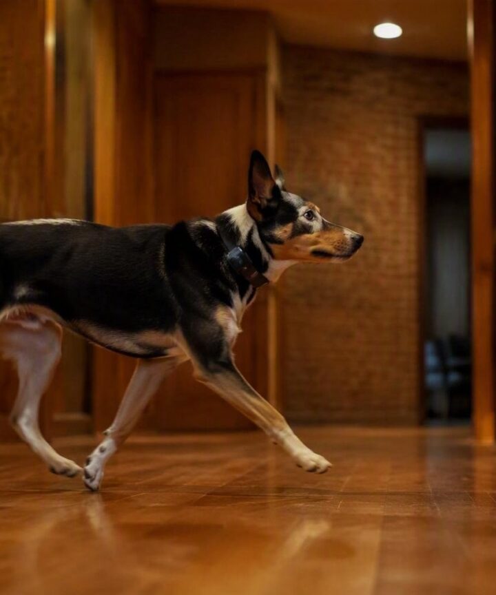 Localizadores en oferta: las mejores opciones para perros y objetos personales