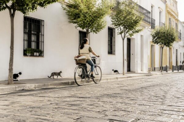 Protección y conflictos alrededor de los gatos callejeros en España