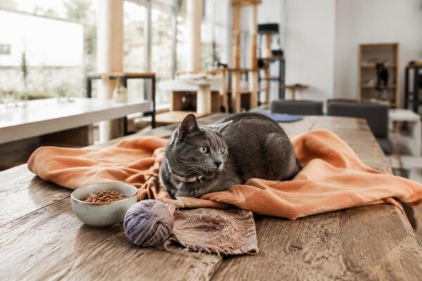 Reese, el felino de diente torcido, vuelve al refugio y es adoptado
