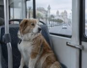 Cádiz discute los perros en autobús y Buenos Aires lanza Mascotear 2026