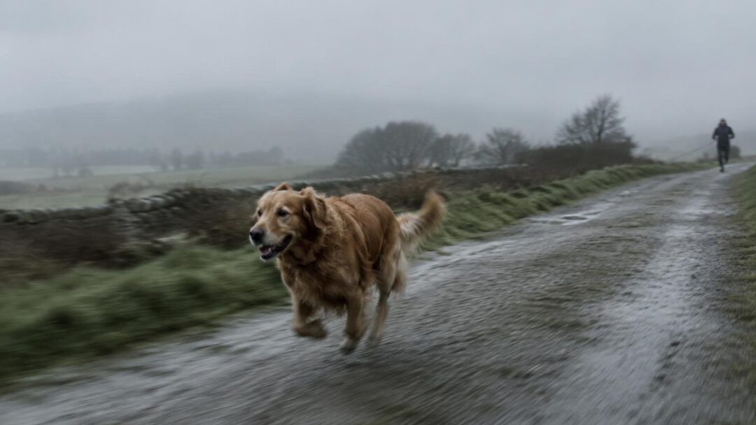 Consejos para entrenar a tu perro antes de correr y establecer jerarquía