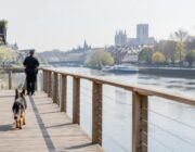 Escapes, clones y rescates: la polémica alrededor de los caninos