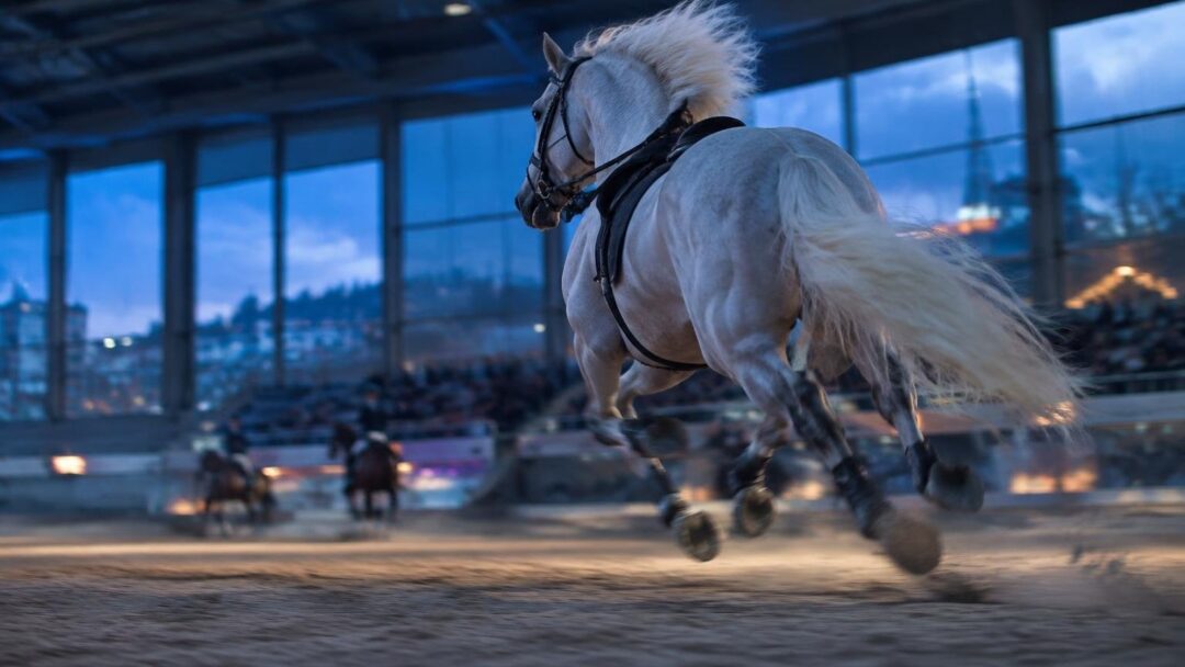 Fericab en Lorca: encuentro nacional del caballo PRE y doma clásica