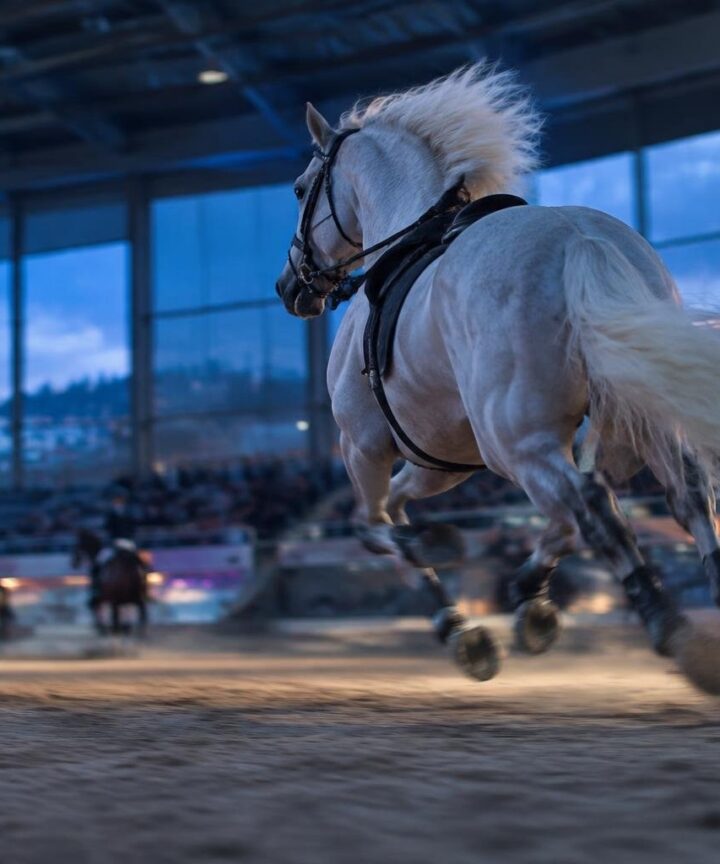 Fericab en Lorca: encuentro nacional del caballo PRE y doma clásica
