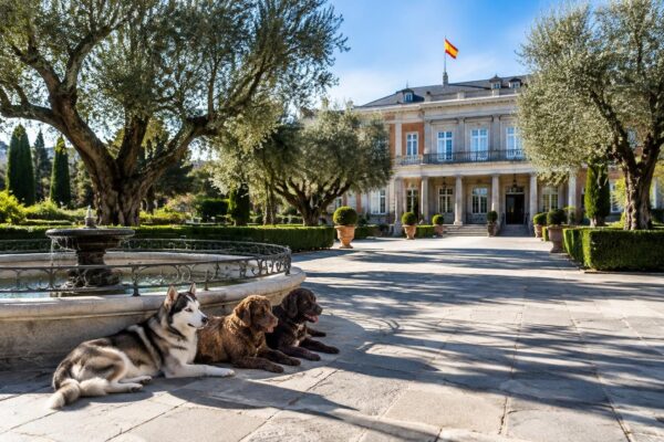Las mascotas de Pedro Sánchez: Turca, India y su perro de infancia