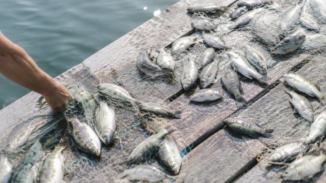 Muerte súbita de cientos de peces en Sant Pol, Tres Palos y Harris Lake