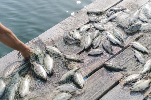 Muerte súbita de cientos de peces en Sant Pol, Tres Palos y Harris Lake