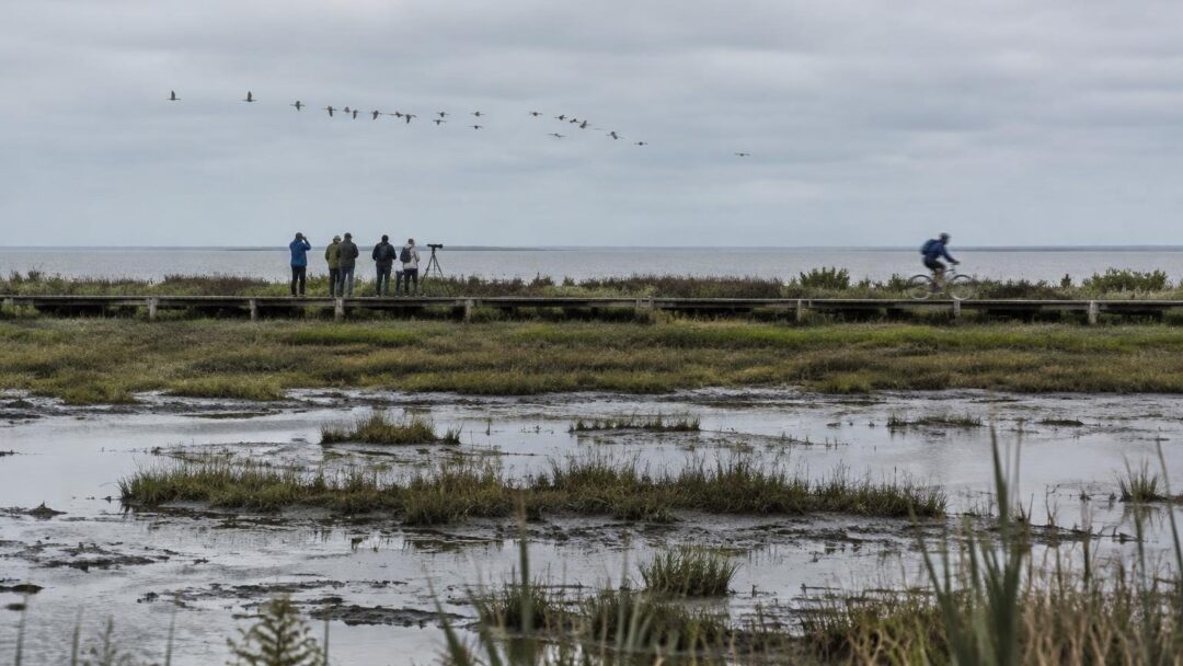 Novena edición del Festival de aves migratorias en Mar Chiquita