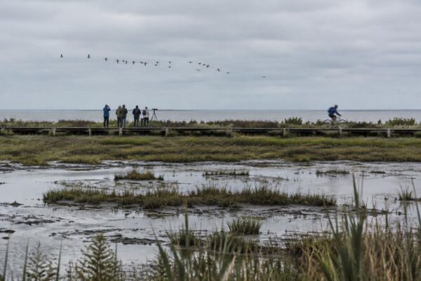 Novena edición del Festival de aves migratorias en Mar Chiquita