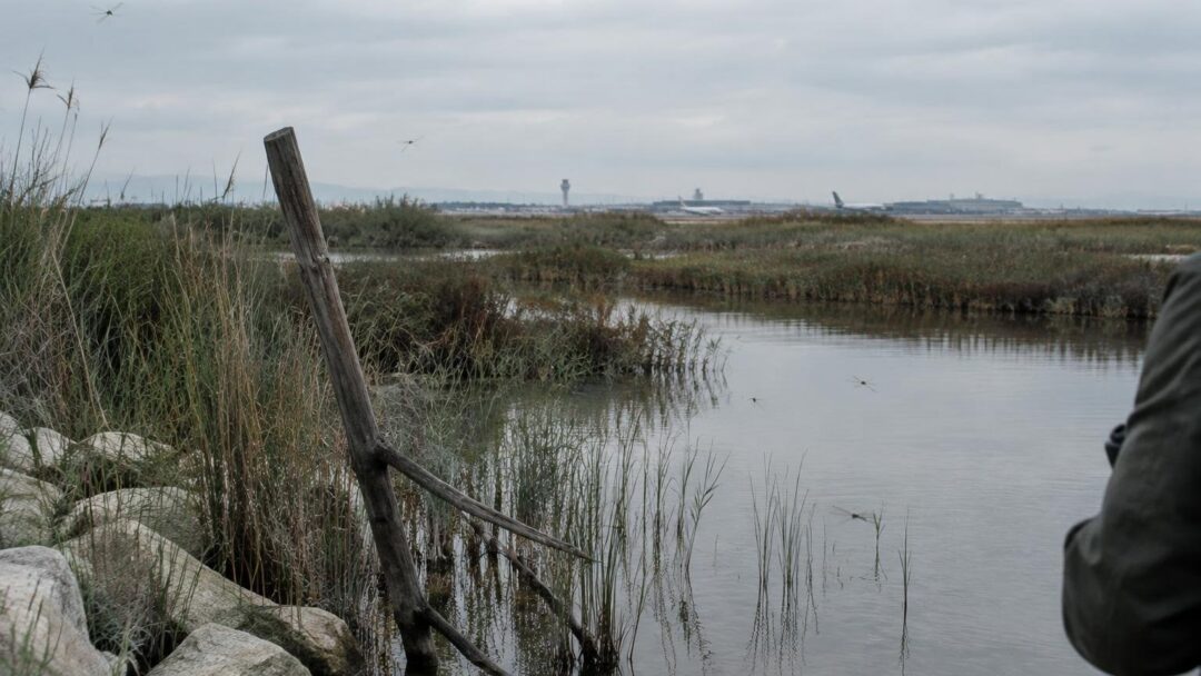 Protección de humedales del Delta del Llobregat ante la nueva pista