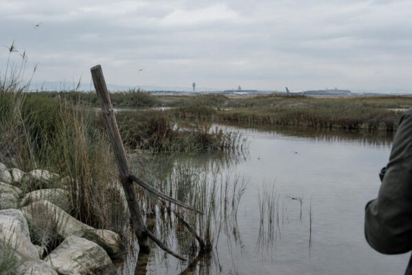 Protección de humedales del Delta del Llobregat ante la nueva pista
