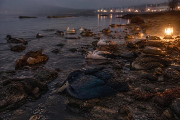 Un misterio ambiental deja 44 pájaros sin vida en Suances