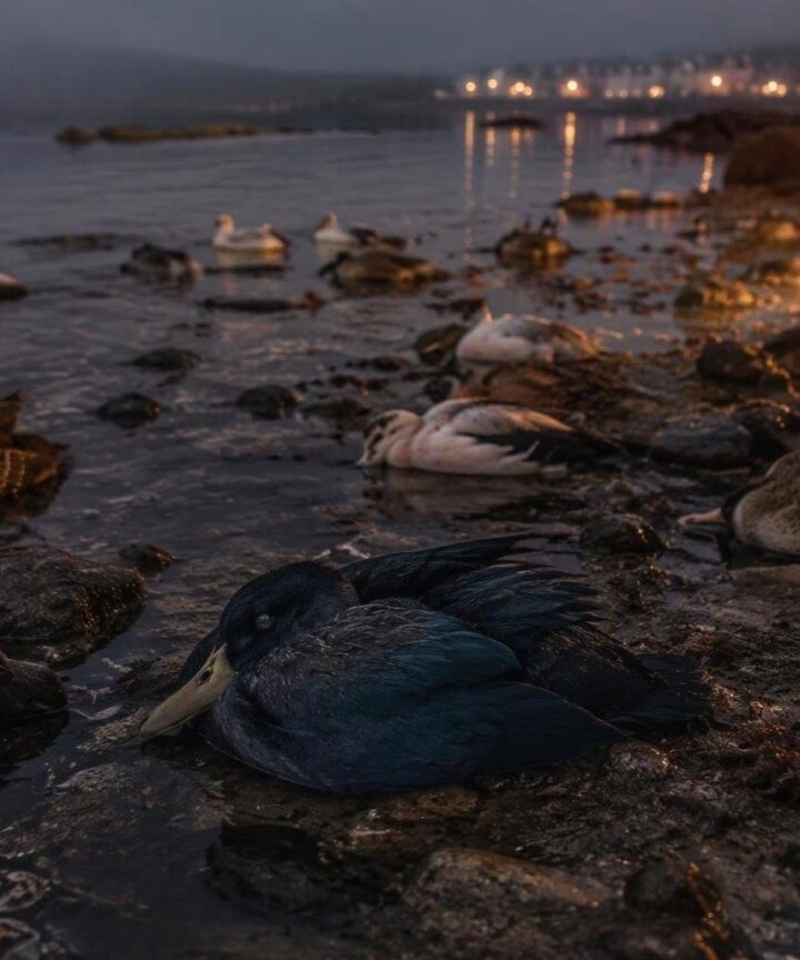Un misterio ambiental deja 44 pájaros sin vida en Suances