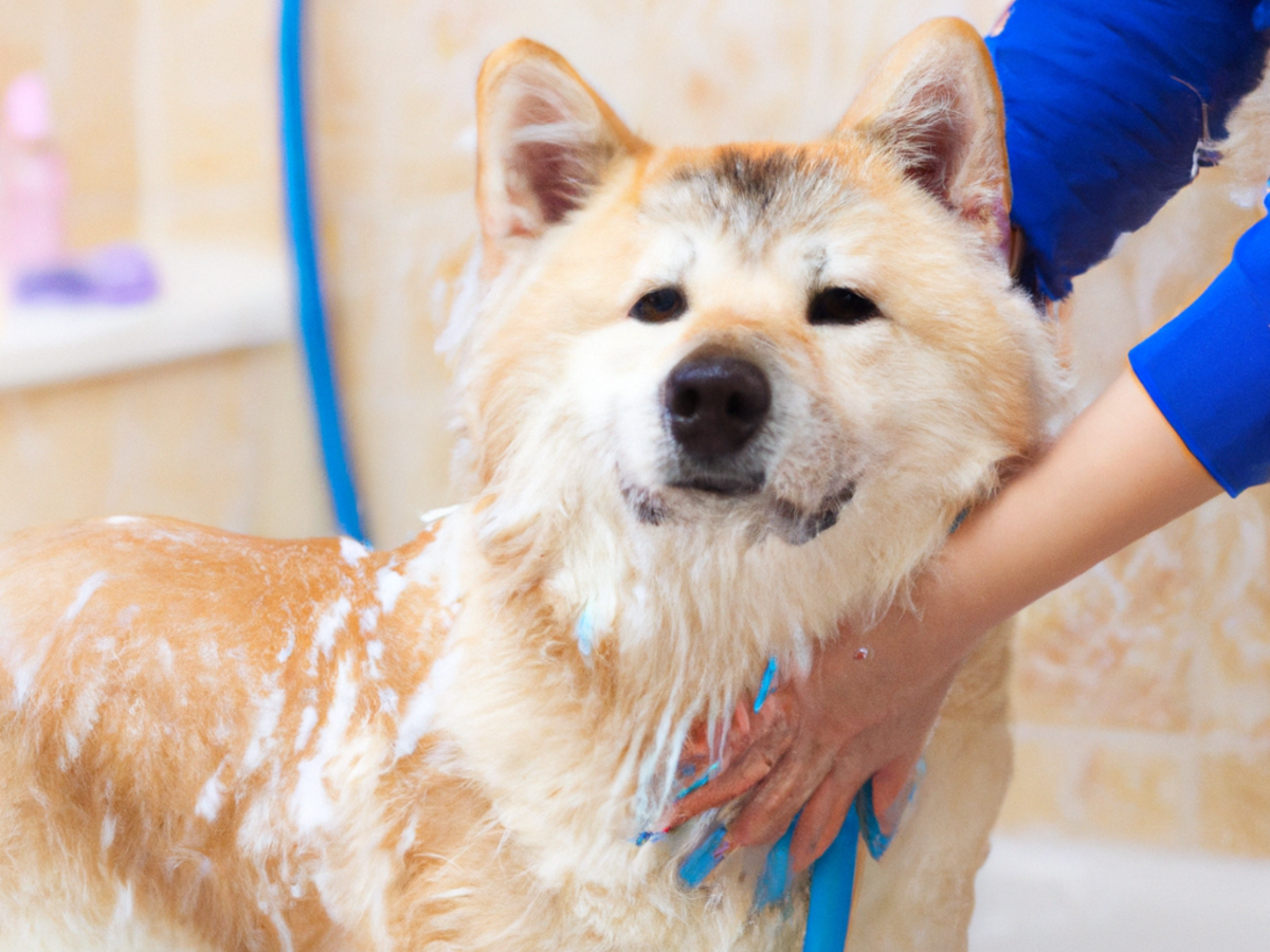Come lavare il cane a casa: consigli e trucchetti