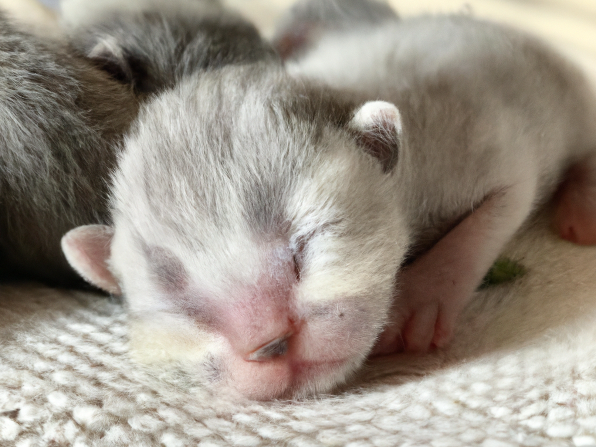 Come prendersi cura di un gatto appena nato: consigli utili
