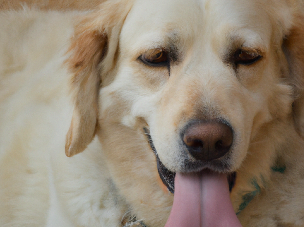 Cane in sovrappeso: cause e conseguenze