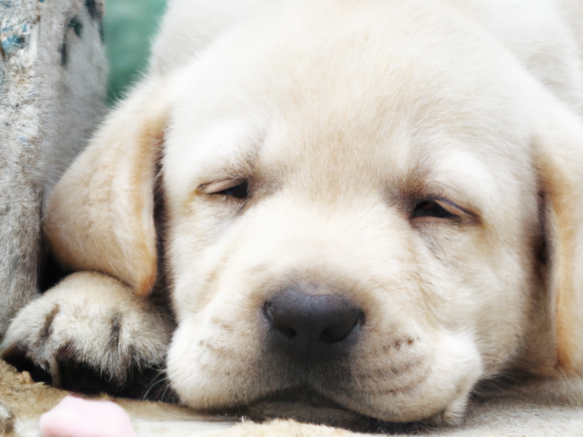 Dieta barf per cuccioli: cosa bisogna sapere?