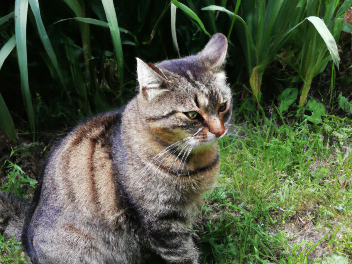Dieta Barf per gatti: cos’è, come funziona