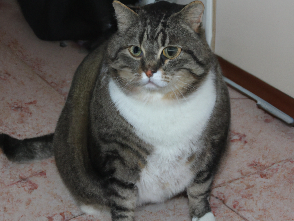 Gatto in sovrappeso: cause e conseguenze