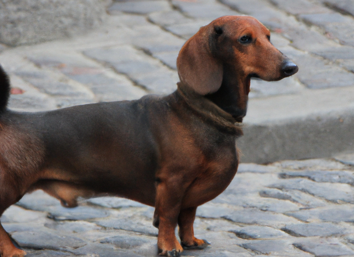 Omega 6 per cani: le controindicazioni