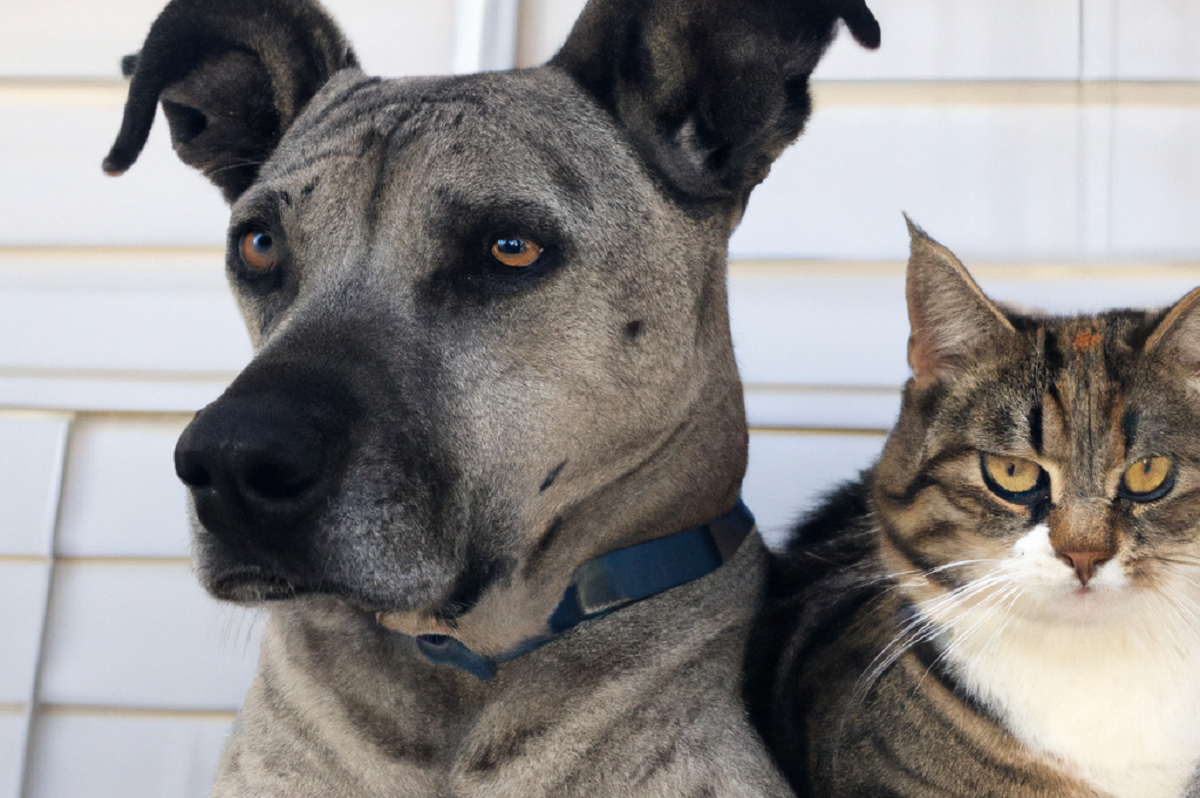 Amicizia tra cane e gatto: consigli per una buona convivenza