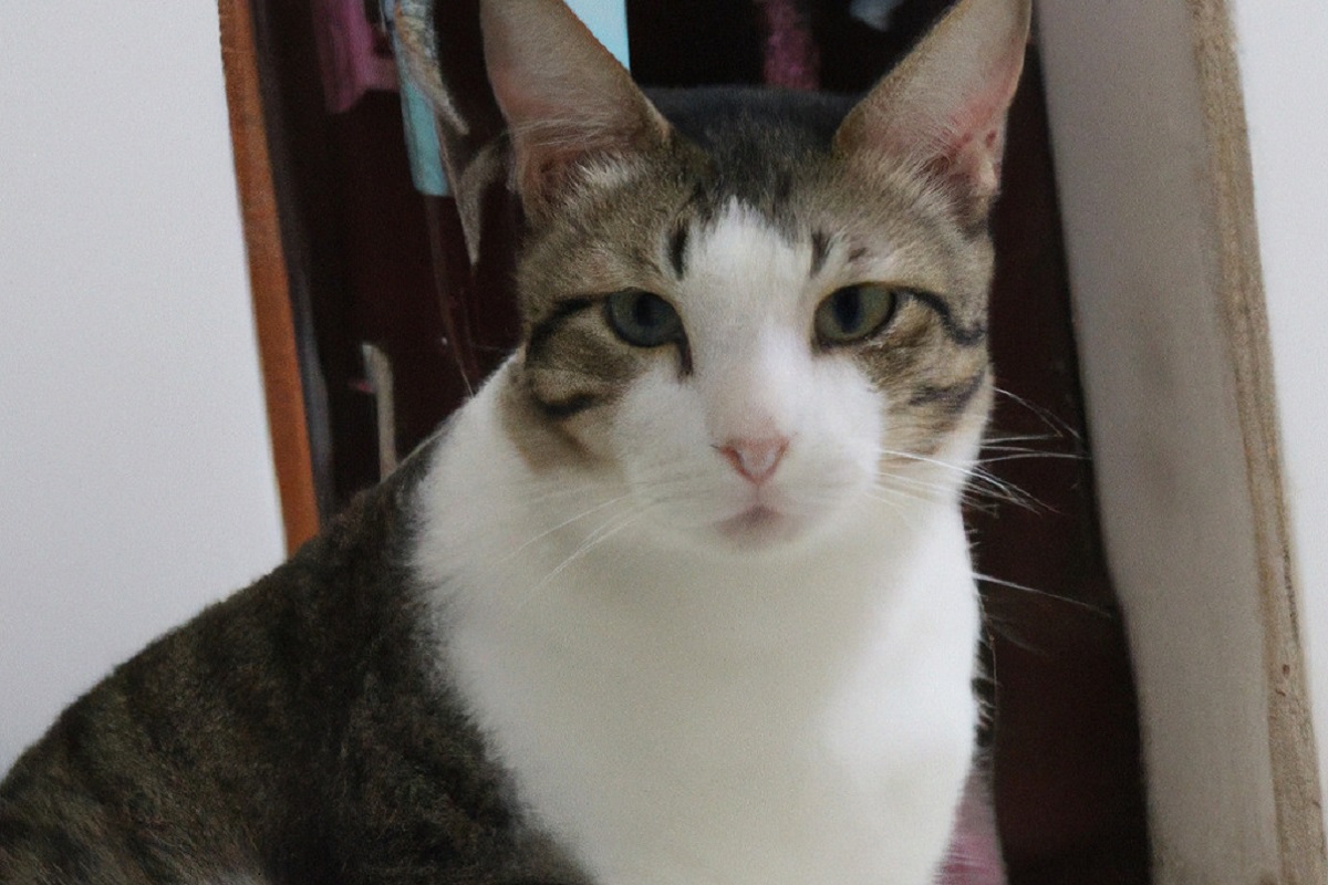 Come aiutare il tuo gatto post operazione: consigli utili