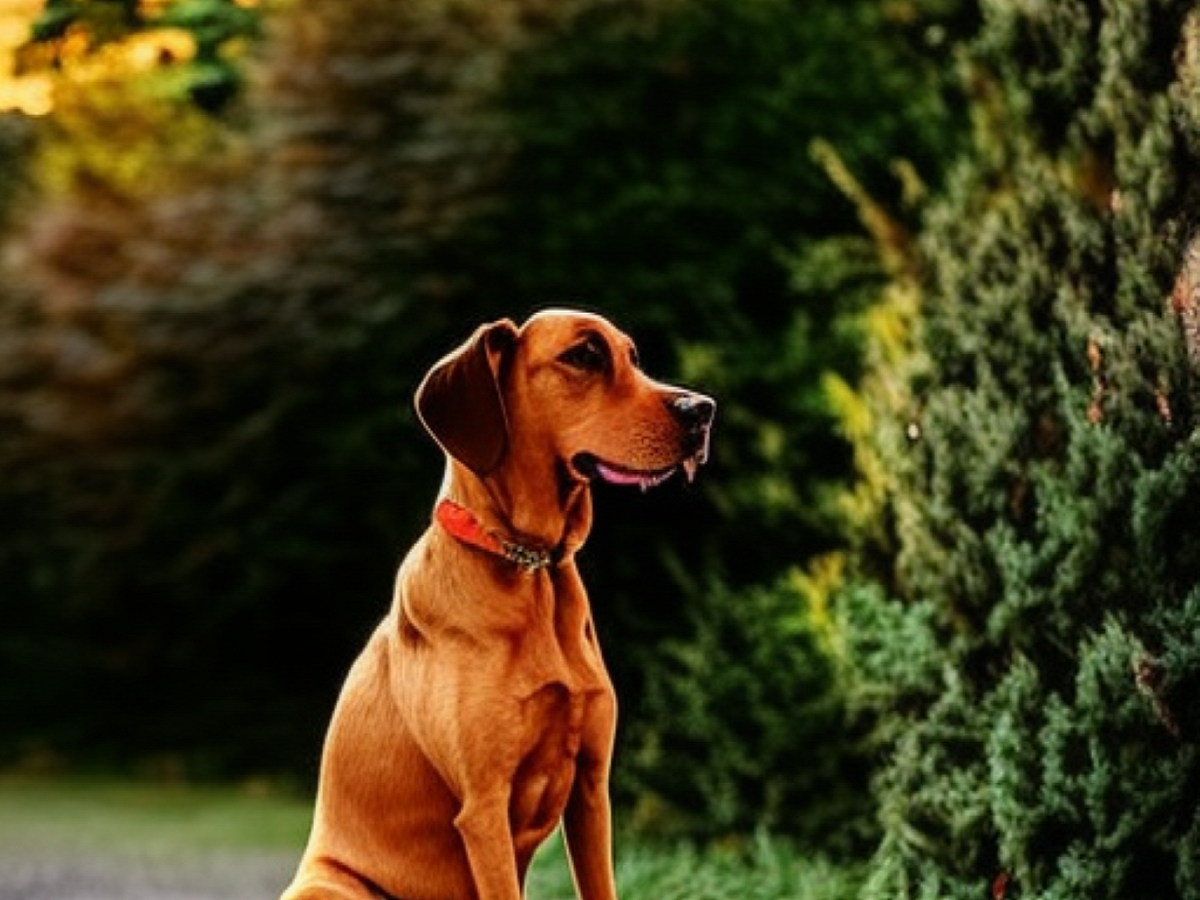 Cimurro nel cane: cos’è, sintomi e cure