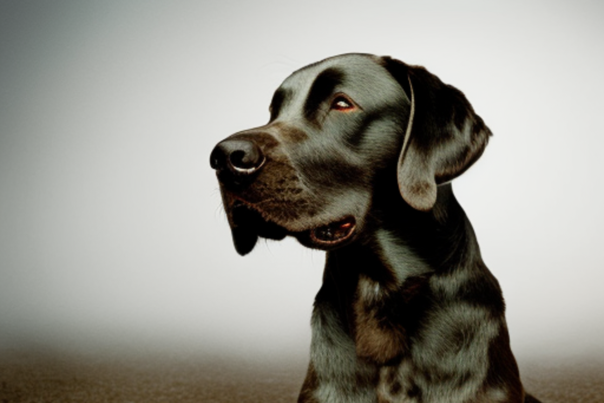 Come aiutare il tuo cane se ha paura del veterinario: consigli utili