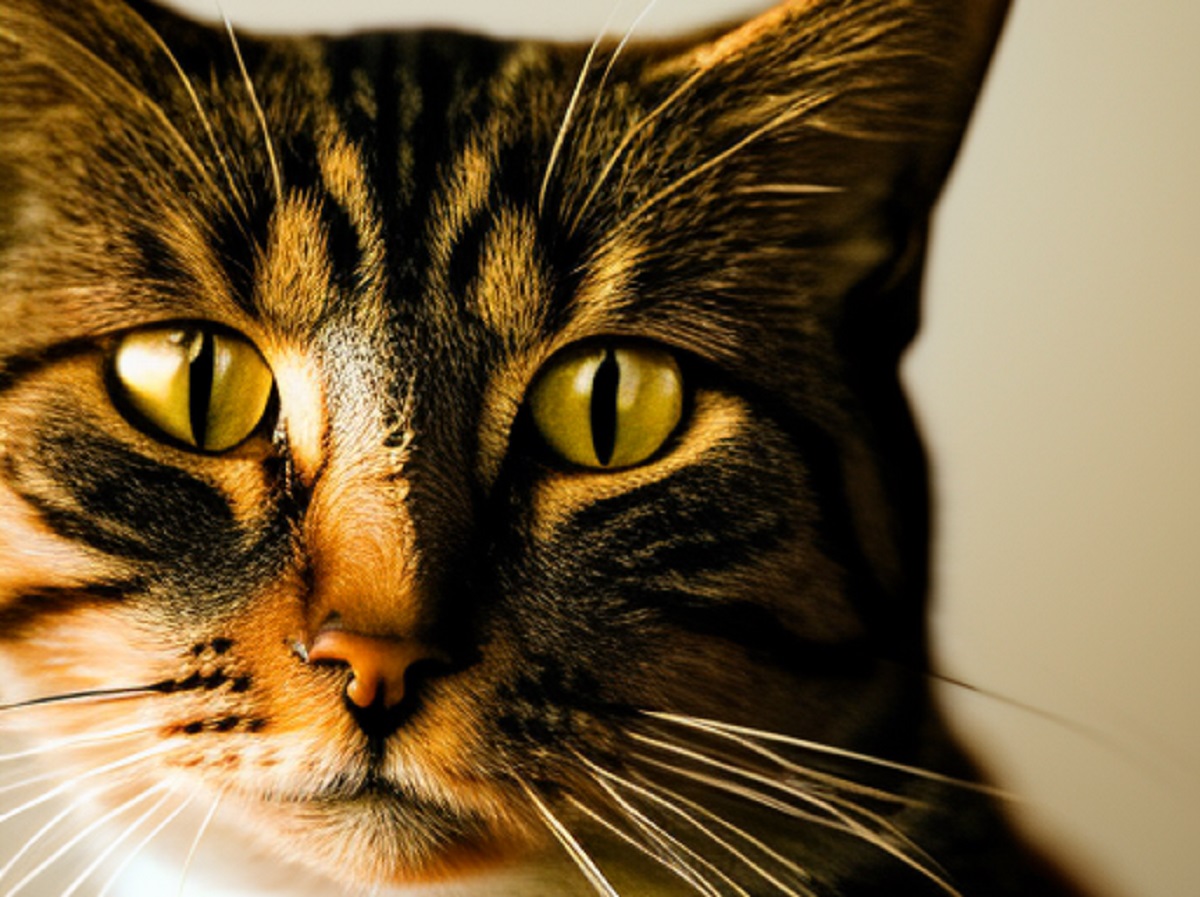 Perchè il gatto non fa le fusa? Le motivazioni
