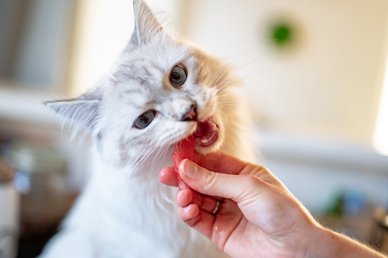 Quanto deve mangiare un gattino: il benessere del proprio amico a quattro zampe