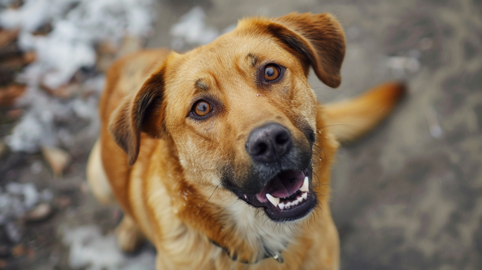 Come insegnare al mio cane a riportare la pallina?