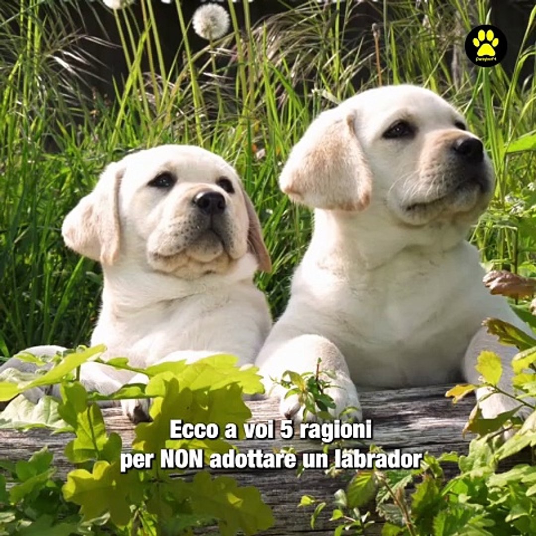 Labrador AI